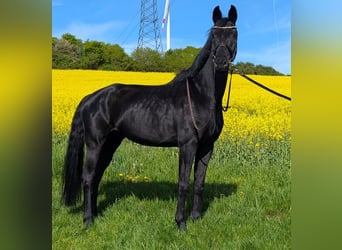 Oldenburg, Mare, 11 years, 16.2 hh, Black