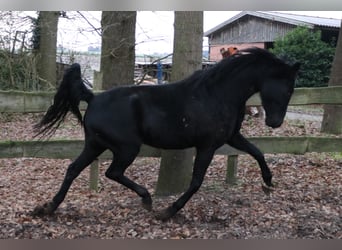 Oldenburg, Mare, 11 years, 16.2 hh, Black