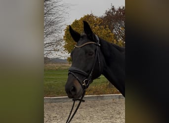 Oldenburg, Mare, 11 years, 16.2 hh, Black