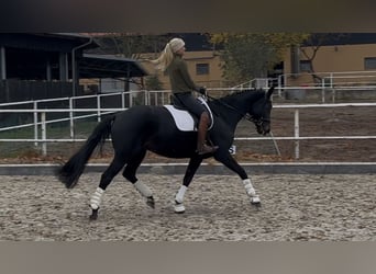 Oldenburg, Mare, 11 years, 16.2 hh, Black