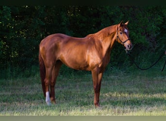 Oldenburg, Mare, 11 years, 16.2 hh, Chestnut-Red