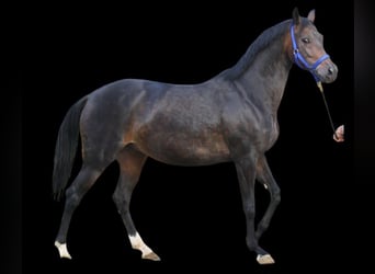 Oldenburg, Mare, 11 years, 16 hh, Bay-Dark