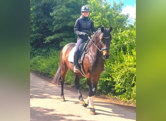 Oldenburg, Mare, 11 years, 16 hh, Bay-Dark