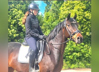 Oldenburg, Mare, 11 years, 16 hh, Bay-Dark