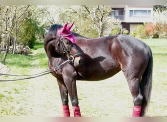 Oldenburg, Mare, 11 years, 16 hh, Bay-Dark