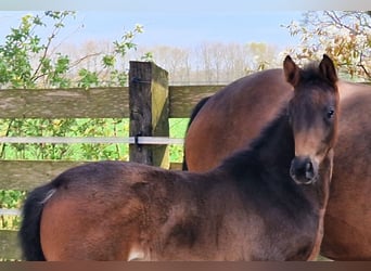 Oldenburg, Mare, 11 years, 16 hh, Brown