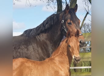 Oldenburg, Mare, 11 years, 16 hh, Brown