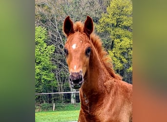 Oldenburg, Mare, 11 years, 16 hh, Brown