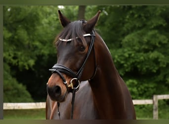 Oldenburg, Mare, 11 years, 16 hh, Brown