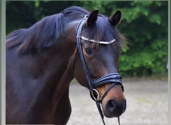 Oldenburg, Mare, 11 years, 16 hh, Brown
