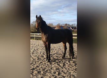 Oldenburg, Mare, 11 years, 16 hh, Brown
