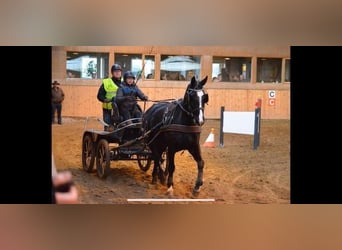 Oldenburg, Mare, 11 years, 16,1 hh, Black