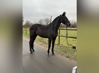 Oldenburg, Mare, 11 years, 16,1 hh, Brown