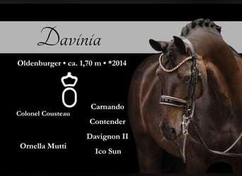 Oldenburg, Mare, 11 years, 16,1 hh, Smoky-Black