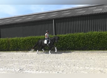 Oldenburg, Mare, 11 years, 16,2 hh, Bay-Dark