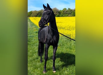 Oldenburg, Mare, 11 years, 16,2 hh, Black