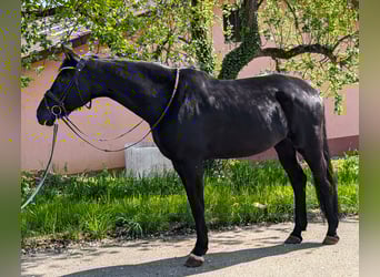 Oldenburg, Mare, 11 years, 16,2 hh, Black