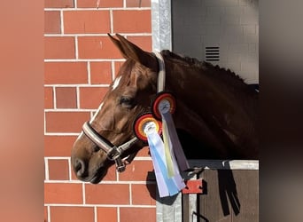 Oldenburg, Mare, 11 years, 16,2 hh, Chestnut-Red
