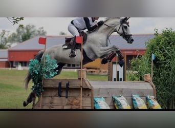 Oldenburg, Mare, 11 years, 16,2 hh, Grey