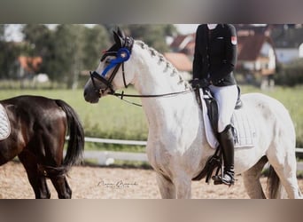 Oldenburg, Mare, 11 years, 16,2 hh, Grey