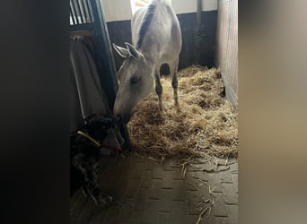 Oldenburg, Mare, 11 years, 16,2 hh, Grey