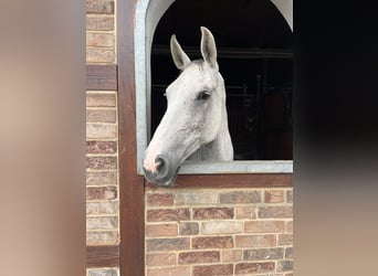 Oldenburg, Mare, 11 years, 16,2 hh, Grey