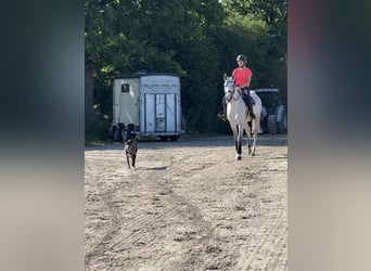 Oldenburg, Mare, 11 years, 16,2 hh, Grey