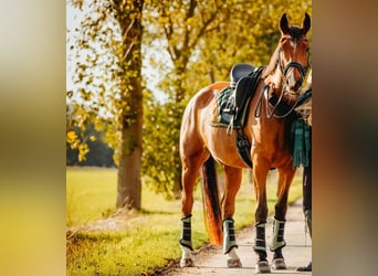 Oldenburg, Mare, 11 years, 16,3 hh, Brown