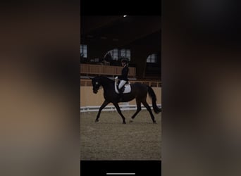 Oldenburg, Mare, 11 years, 17,1 hh, Bay-Dark