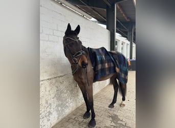 Oldenburg, Mare, 11 years, 17,1 hh, Bay-Dark