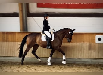 Oldenburg, Mare, 11 years, 17,1 hh, Bay-Dark