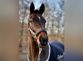 Oldenburg, Mare, 11 years, 17,1 hh, Bay-Dark