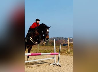 Oldenburg, Mare, 11 years, 17 hh, Bay-Dark