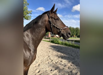 Oldenburg, Mare, 11 years, 17 hh, Brown