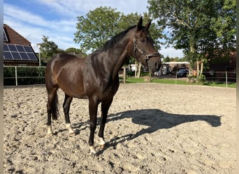 Oldenburg, Mare, 11 years, 17 hh, Brown