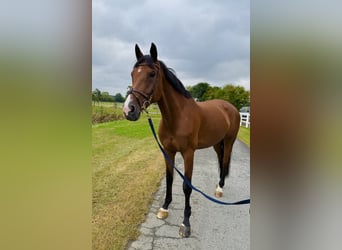 Oldenburg, Mare, 11 years, 17 hh, Brown