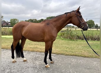Oldenburg, Mare, 11 years, 17 hh, Brown