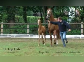 Oldenburg, Mare, 11 years, 17 hh, Chestnut-Red