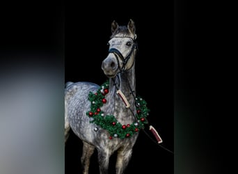 Oldenburg, Mare, 11 years, 17 hh, Grey-Dapple