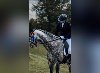 Oldenburg, Mare, 11 years, 17 hh, Grey-Dapple