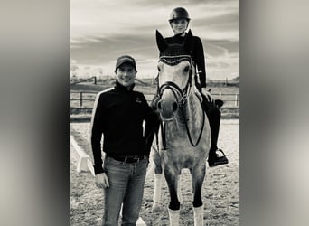 Oldenburg, Mare, 11 years, 17 hh, Grey