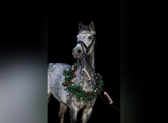 Oldenburg, Mare, 11 years, 17 hh, Grey