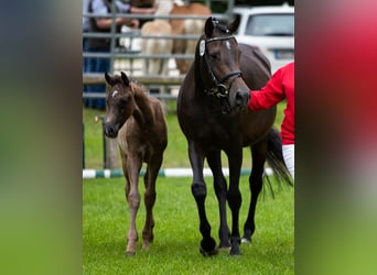 Oldenburg, Mare, 12 years, 14,3 hh, Smoky-Black