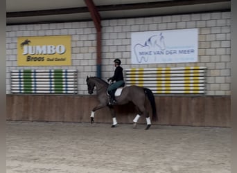 Oldenburg, Mare, 12 years, 16.1 hh, Bay-Dark