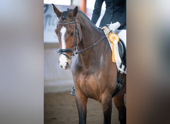 Oldenburg, Mare, 12 years, 16.1 hh, Bay-Dark Oldenburg, Mare, 12 years, 16.1 hh, Bay-Dark