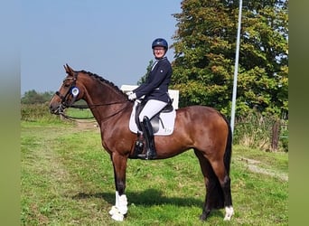 Oldenburg, Mare, 12 years, 16.1 hh, Brown