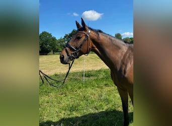 Oldenburg, Mare, 12 years, 16.1 hh, Brown