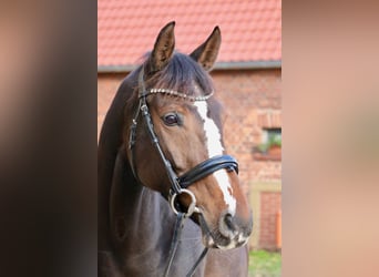 Oldenburg, Mare, 12 years, 16,1 hh, Brown