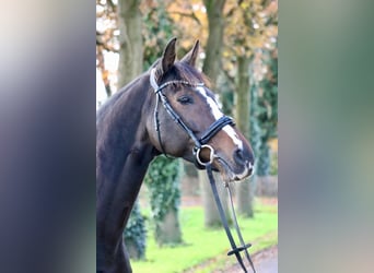 Oldenburg, Mare, 12 years, 16,1 hh, Brown