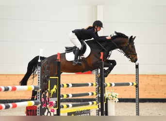 Oldenburg, Mare, 12 years, 16.2 hh, Bay